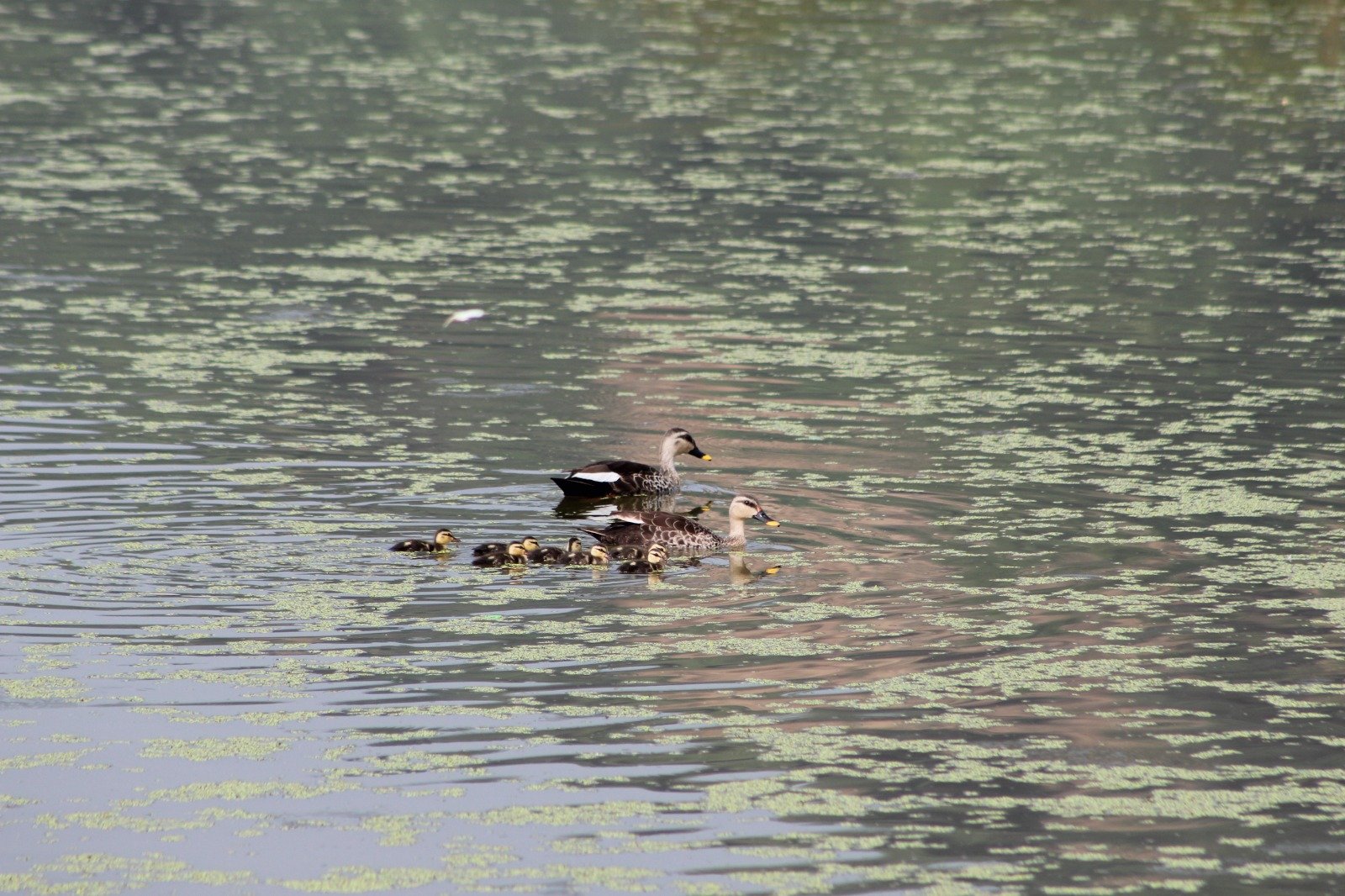 Bird Observation & Breeding Report-Vettai Permal Kovil Kammai