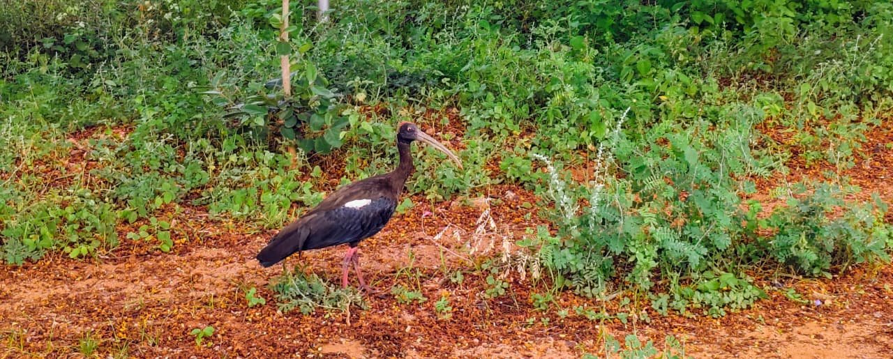 Red-naped Ibis Spotted at Polytechnic College Ground