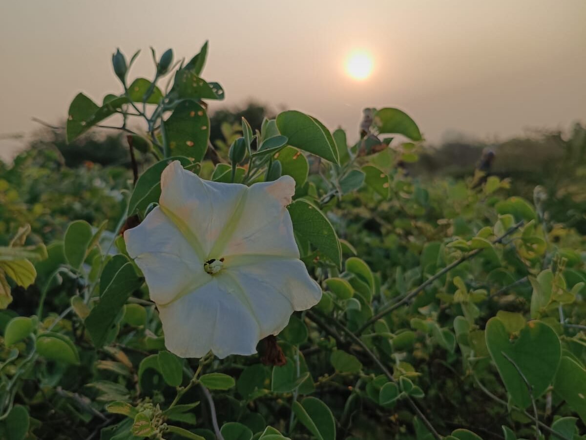 The Midnapore Creeper in Morning Light at Eco Park