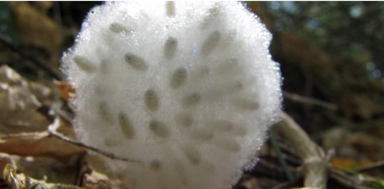 Braconid Wasp Cocoons in Our Nursery