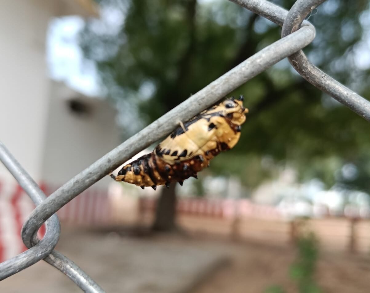 Painted Jezebel Butterfly at Vettaiperumal Kovil