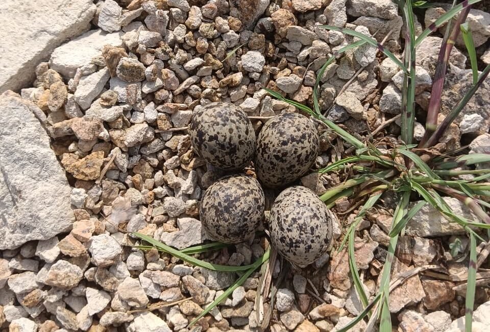 Red-wattled Lapwing Eggs Spotted at Sri Vettai Perumal Temple Tank