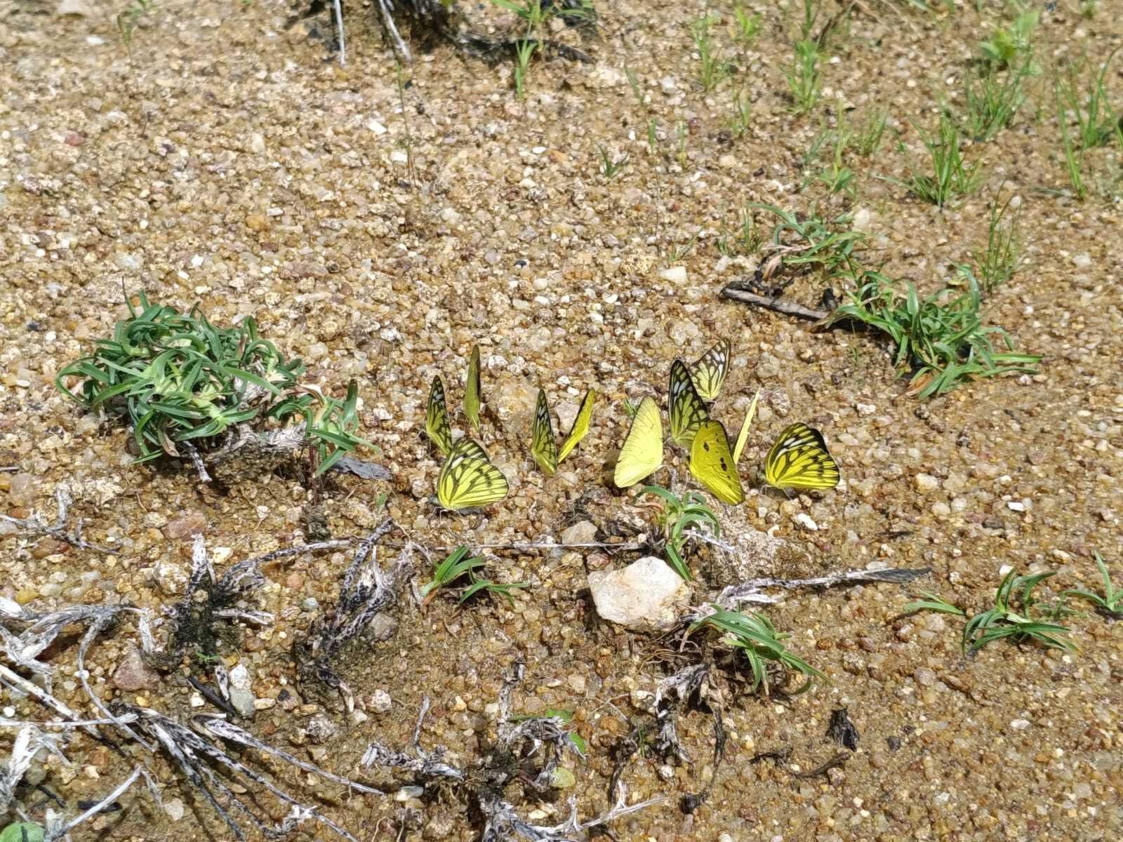 Mud Puddling at Eco Park