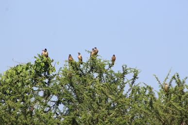 Biodiversity at Sanjeevi Hills Eco Park: A Glimpse into Nature’s Richness