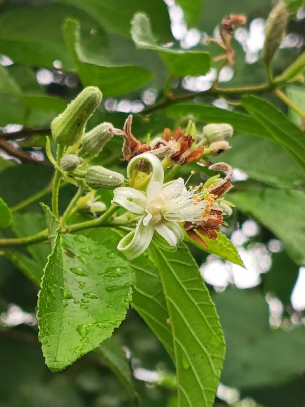 Indian Grewia – A Small Tree with Big Benefits