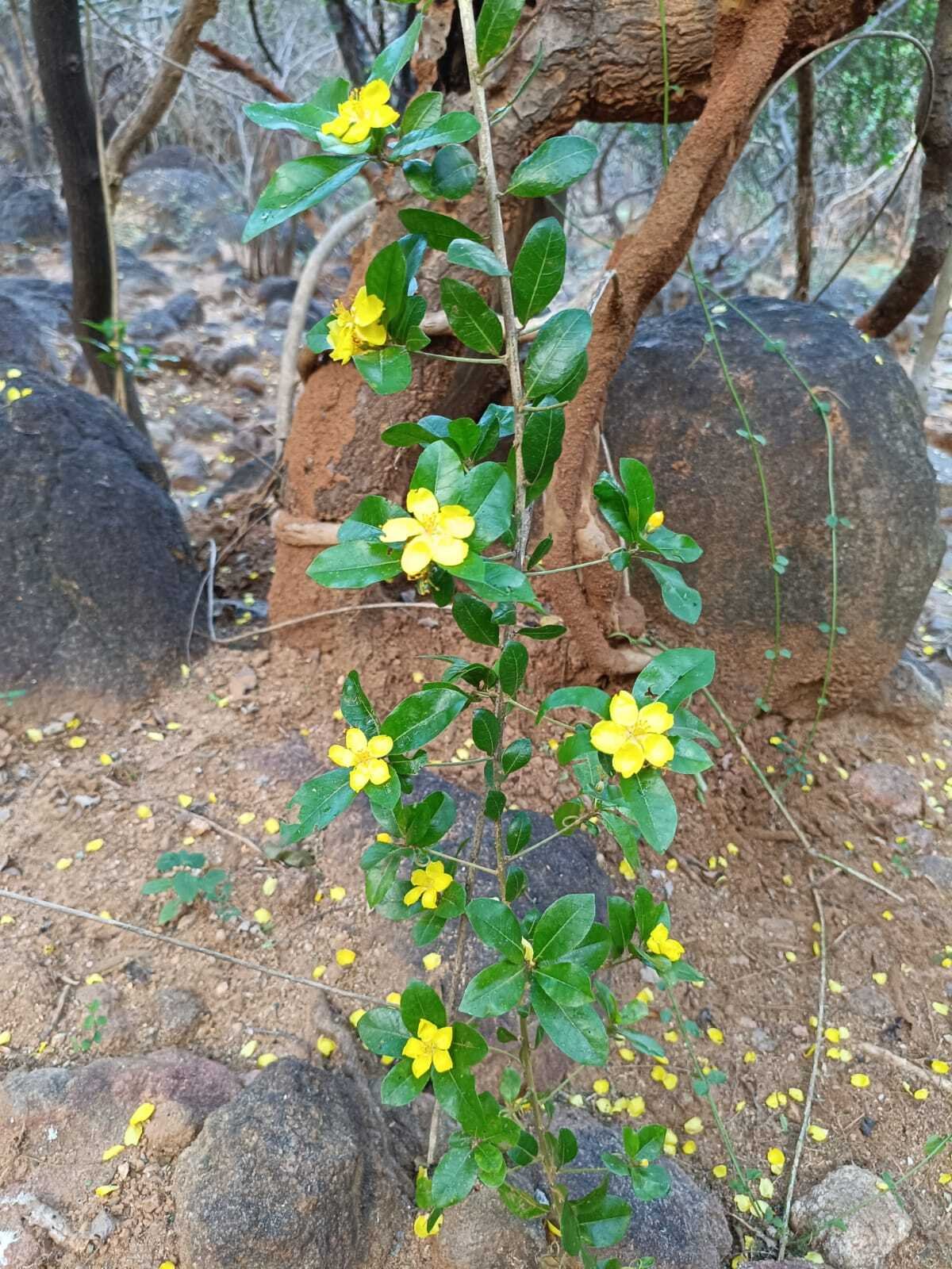Climbing Flax Documented in Sanjeevi Hill Region