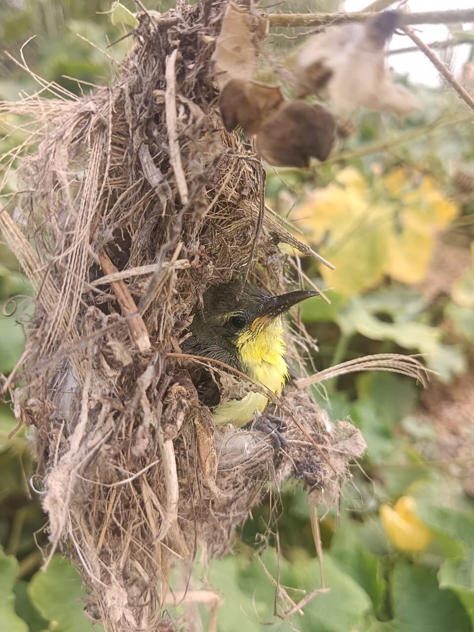 Purple-rumped Sunbird: A Tiny Jewel of Nature