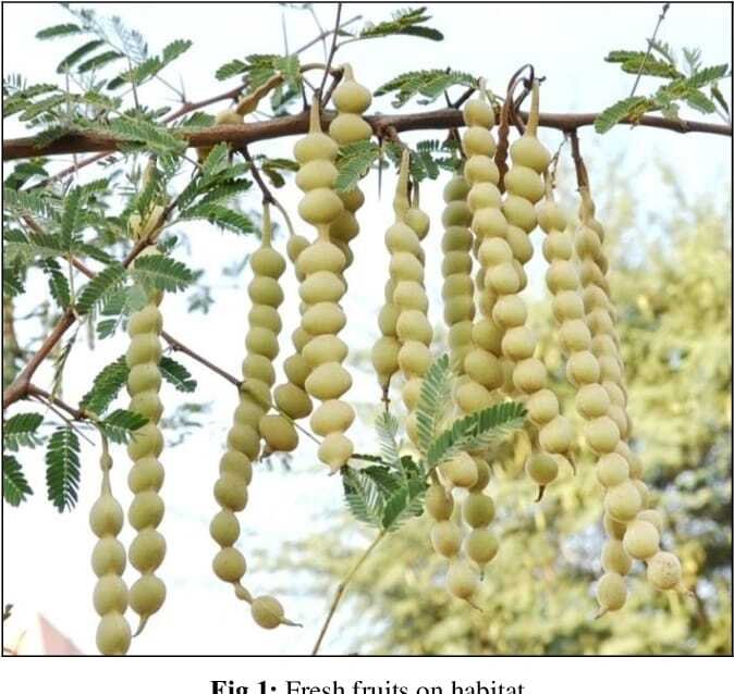 Babul: The Hardy Tree That Sustains Dry Landscapes