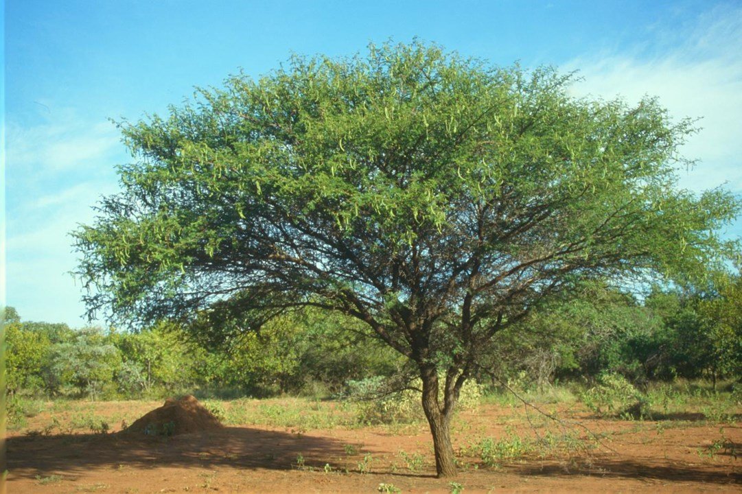The Guardian of the Dry Land: The Acacia Tree