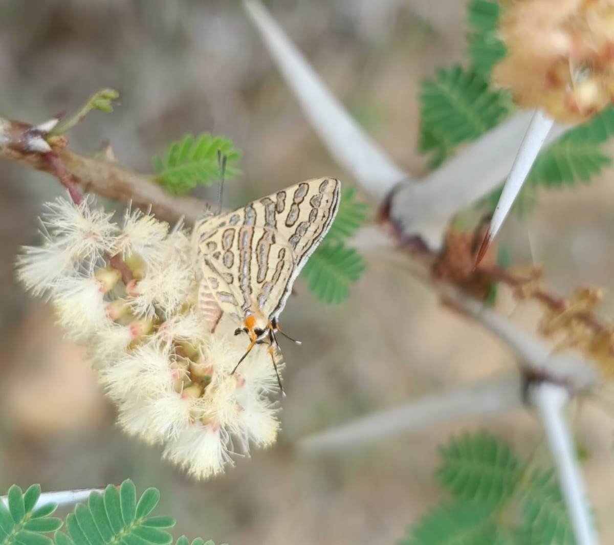 A Winged Visitor with a Big Message