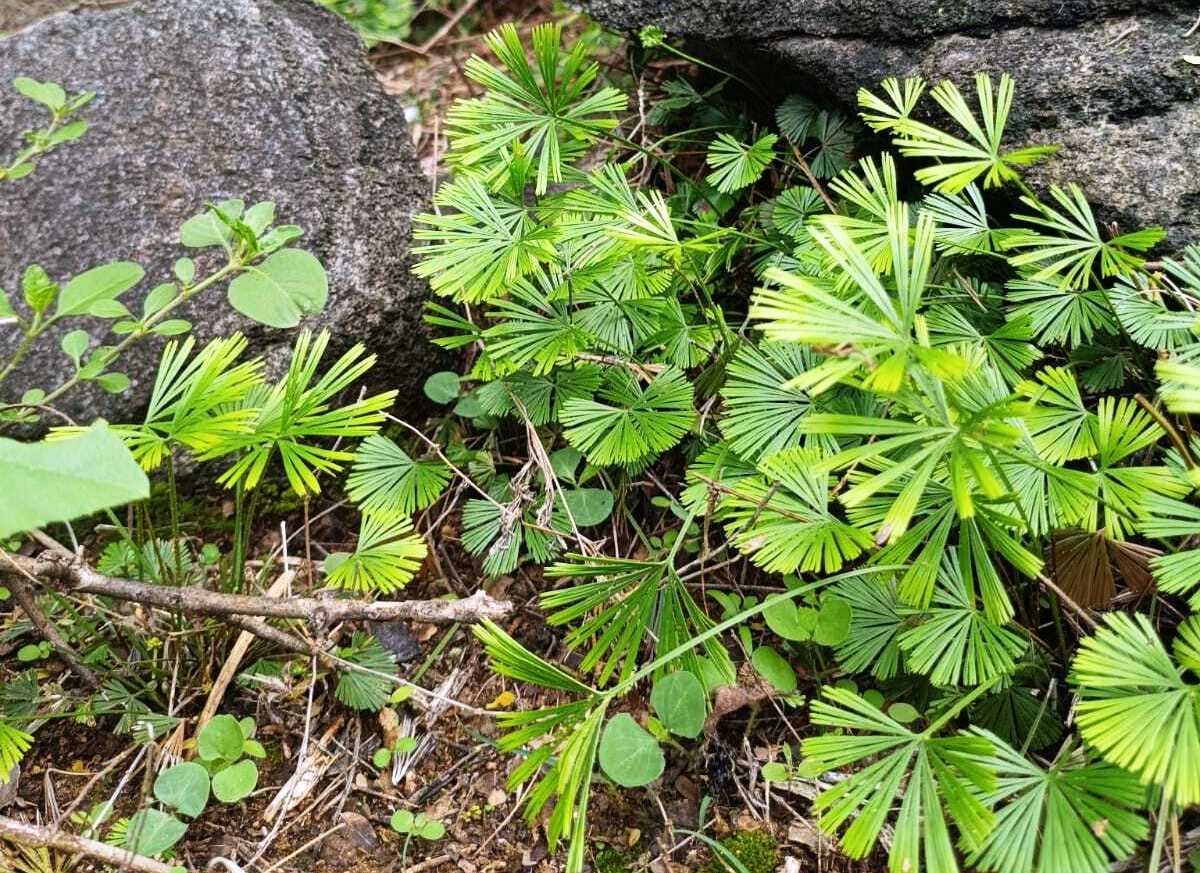 Mayil Konrai Fern at Sanjeevi Malai Eco Park