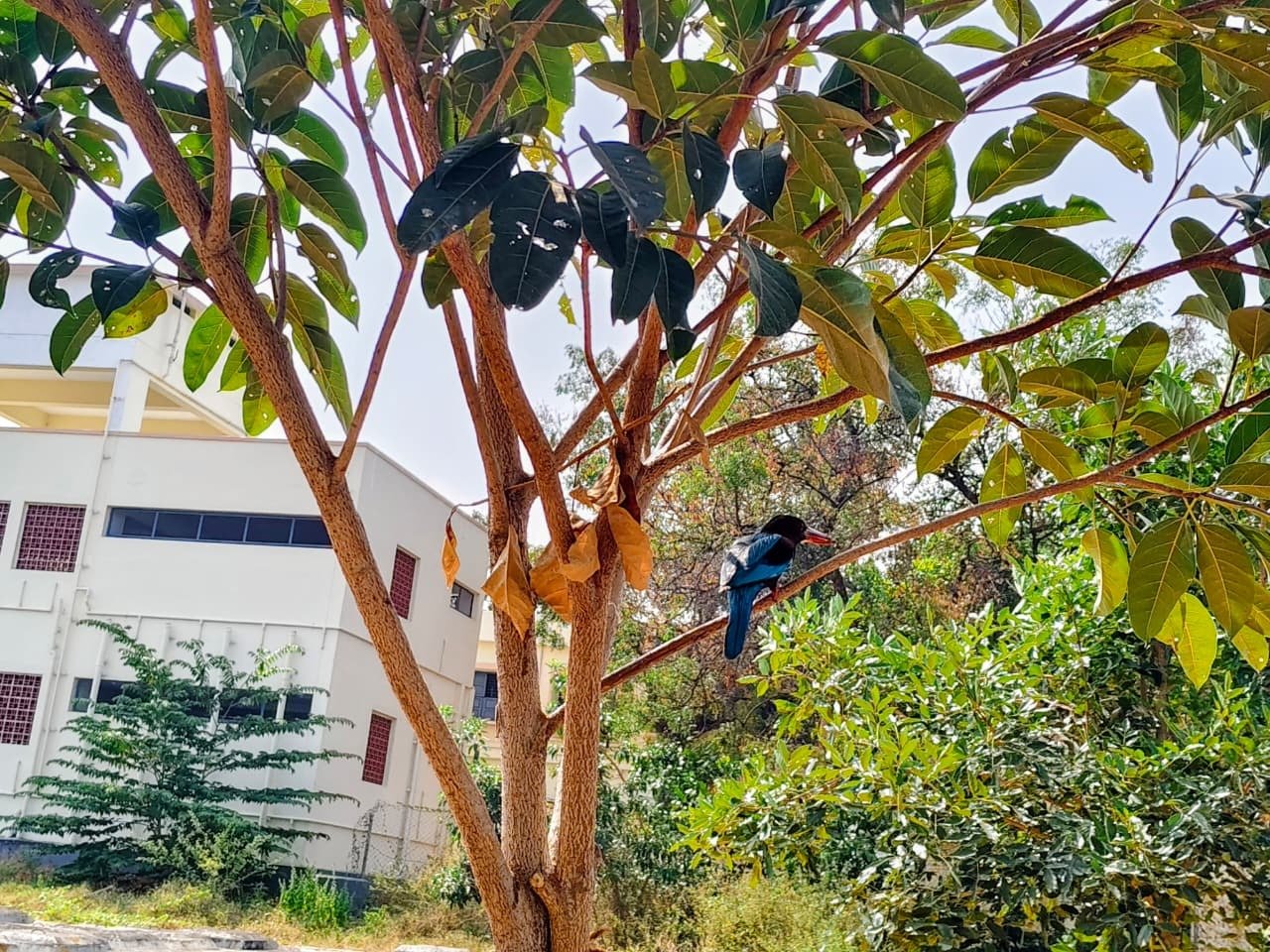 White-Throated Kingfisher at PACR Polytechnic Campus