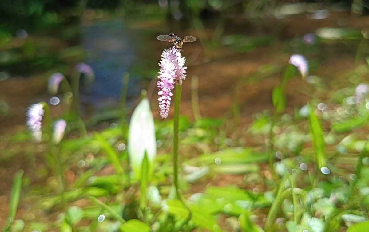 Rare Floating Aponogeton Spotted at Sanjeevi Hill Foothills