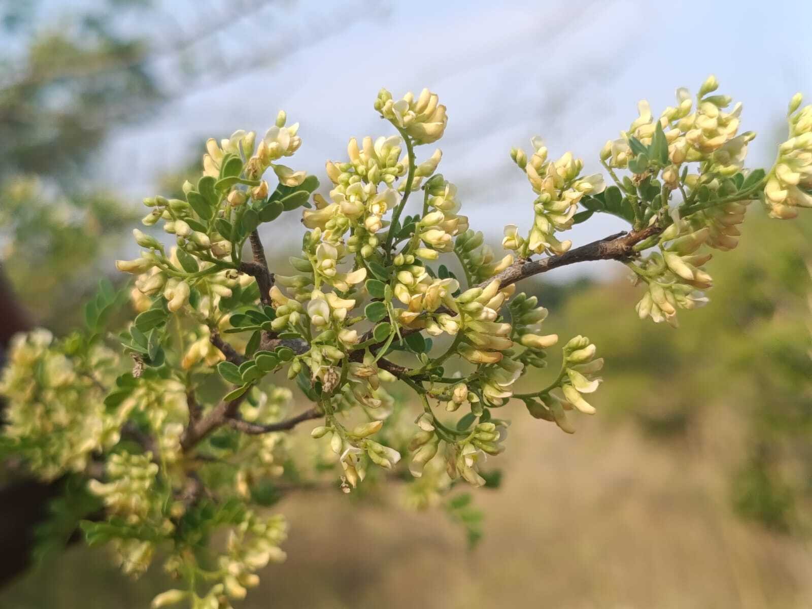 The Fragrant Survivor of Sanjeevi Malai