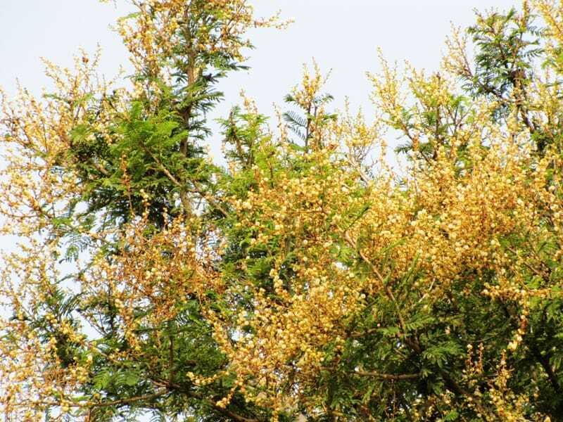 White Bark Acacia of Sanjeevi Malai: A Resilient Tree of Rajapalayam