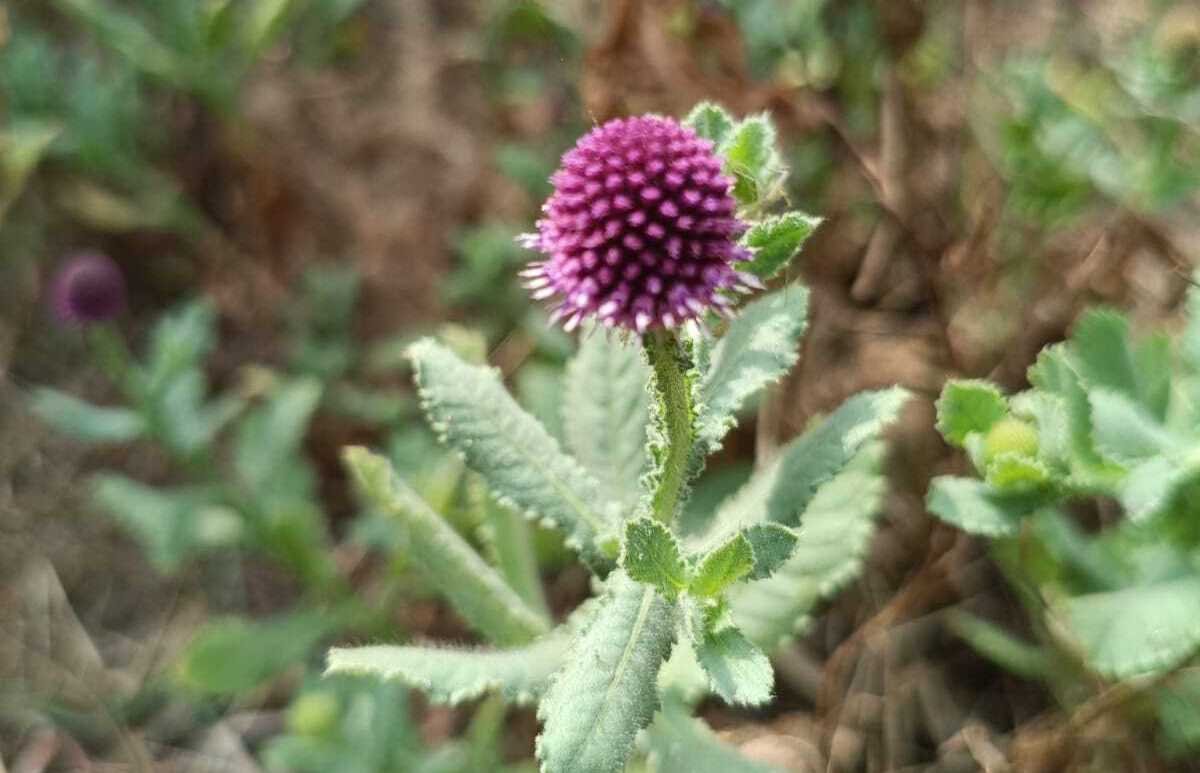 East Indian Globe Thistle at Sanjeevi Malai Eco Park