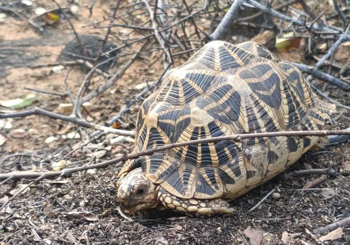 Rare Indian Star Tortoise Spotted at Sanjeevi Hills Eco Park