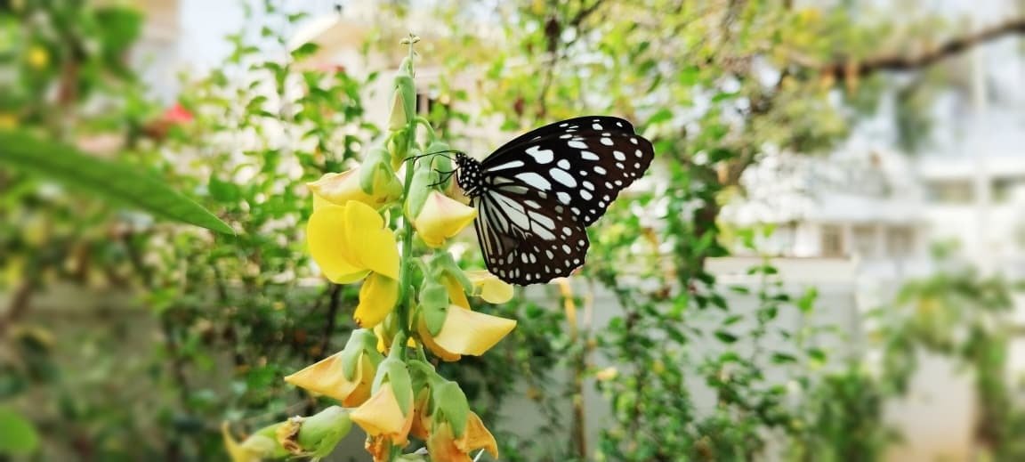 A Morning of Biodiversity at RCS’ Office Campus