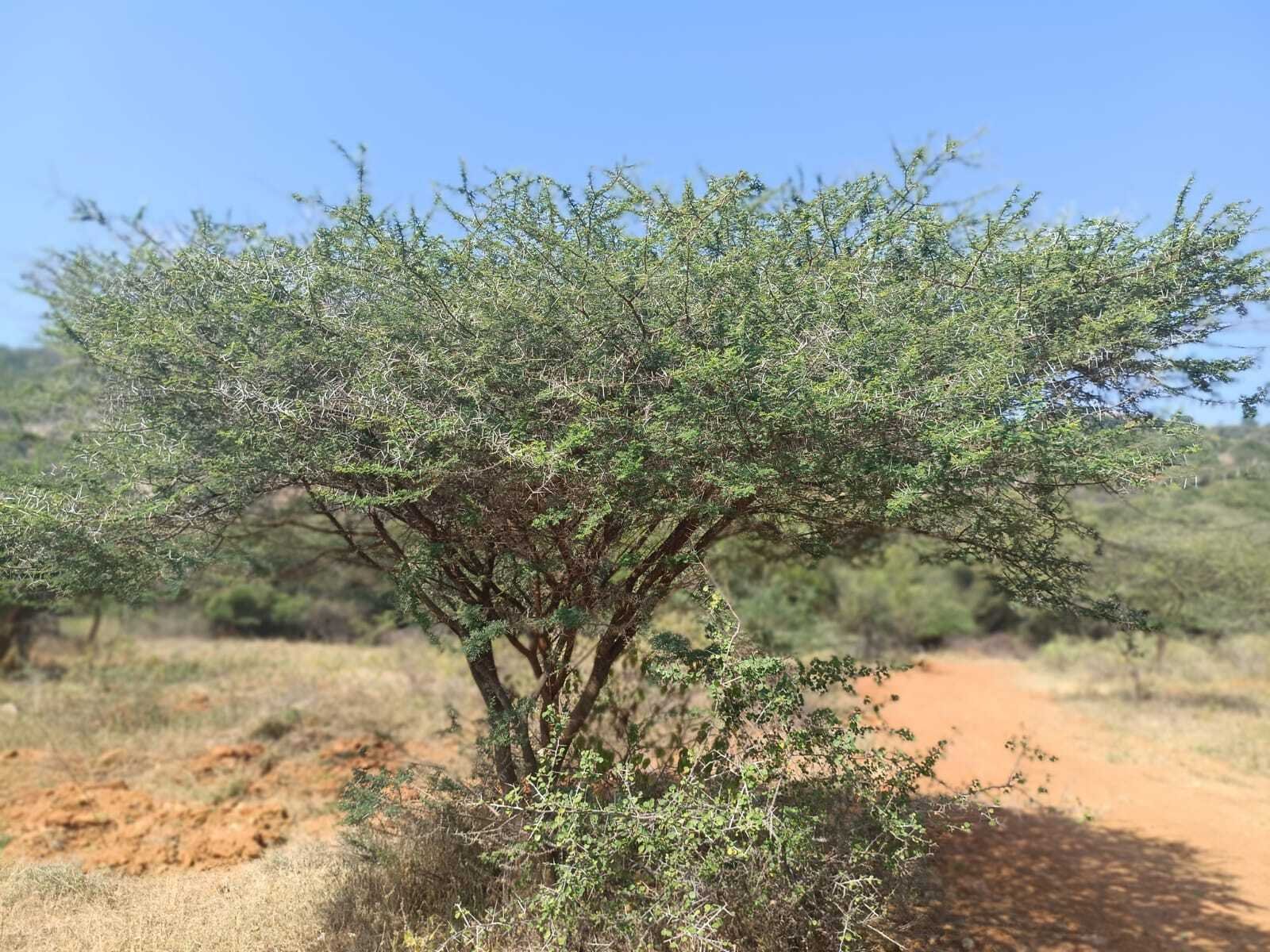 Umbrella Thorn: The Resilient Guardian of Rajapalayam’s Dry Landscapes