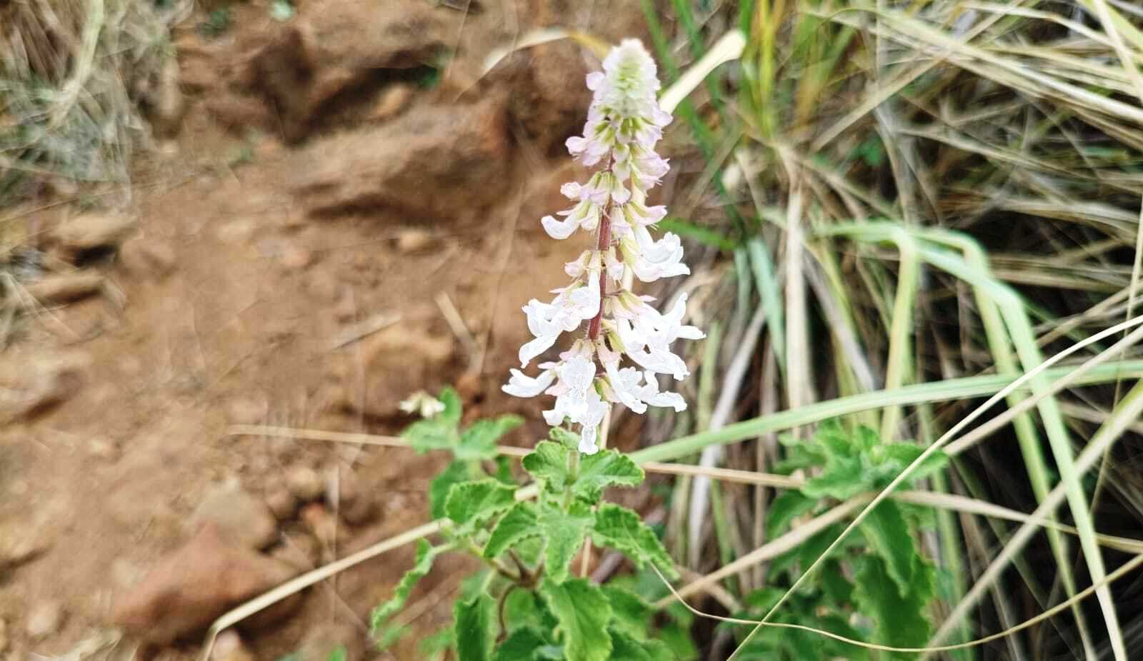 Indian Cat’s Whiskers: A Hidden Medicinal Treasure from Sanjeevi Malai