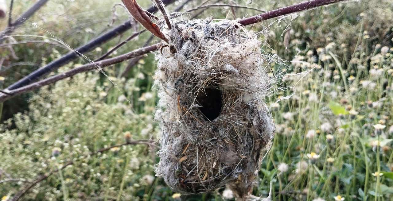 Nature’s Hanging Haven: The Ingenious Bird Nest