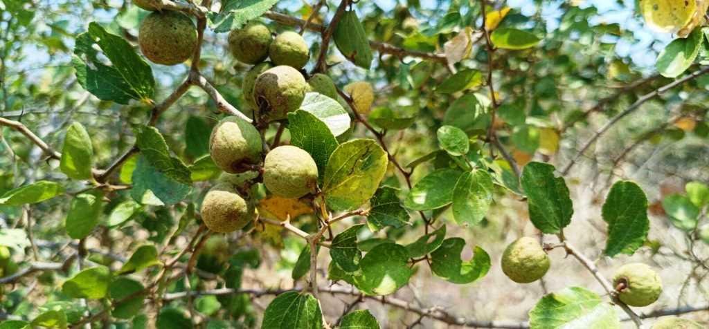 Hardy Native Shrub Spotted at Sanjeevi Malai Eco Park