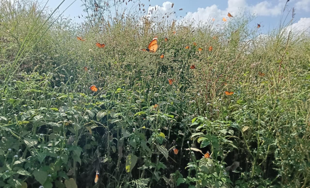 A Butterfly-Friendly Wildflower at Vettai Perumal Kanmai