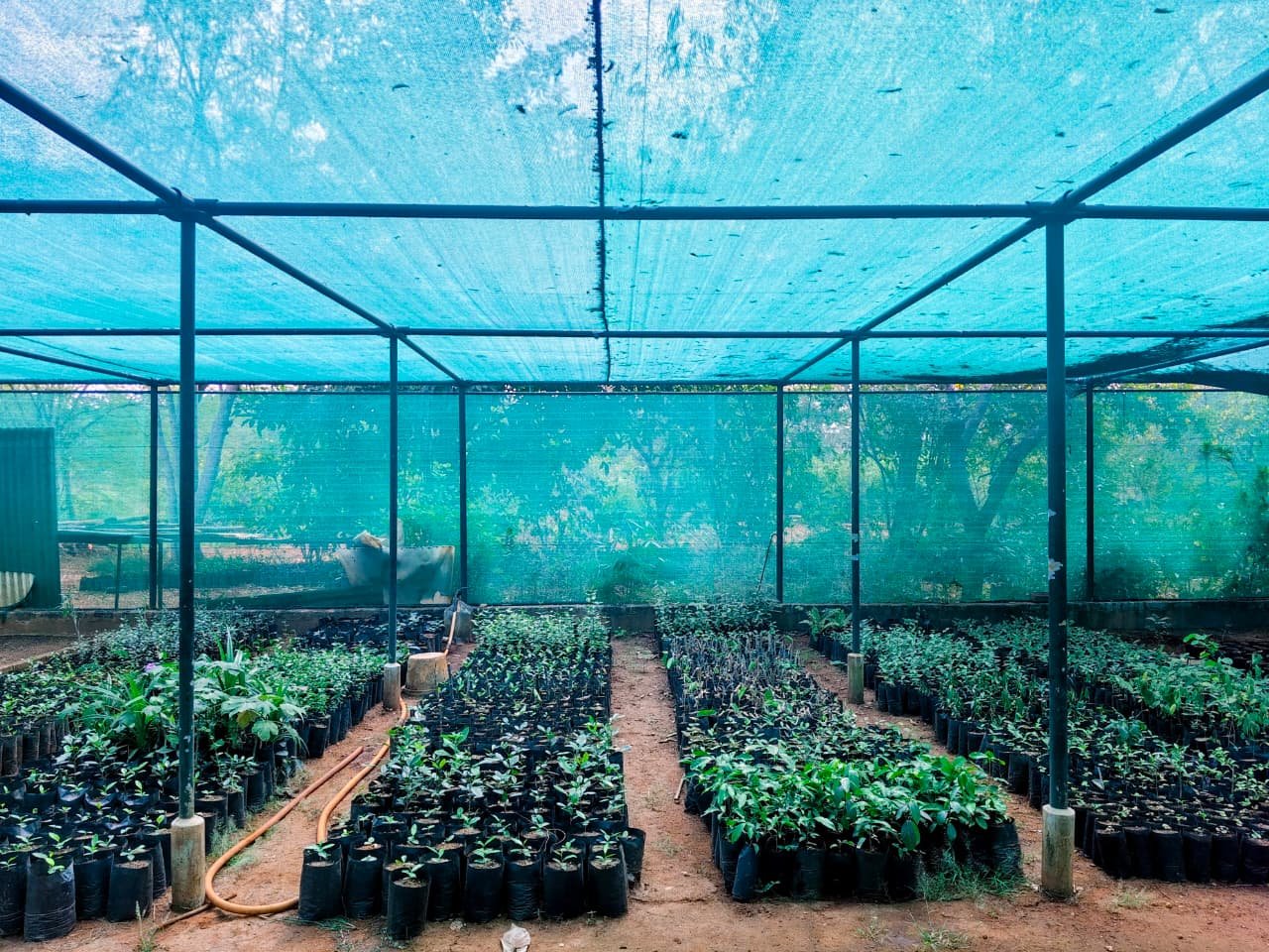 Greenhouse Sheds: Nurturing Strong Saplings for Greener Landscapes