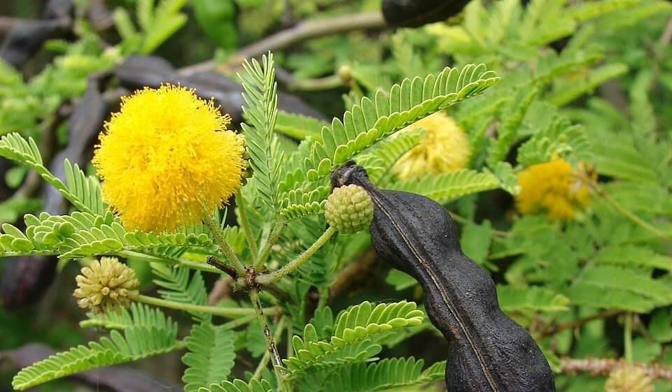Sweet Acacia at Sanjeevi Malai