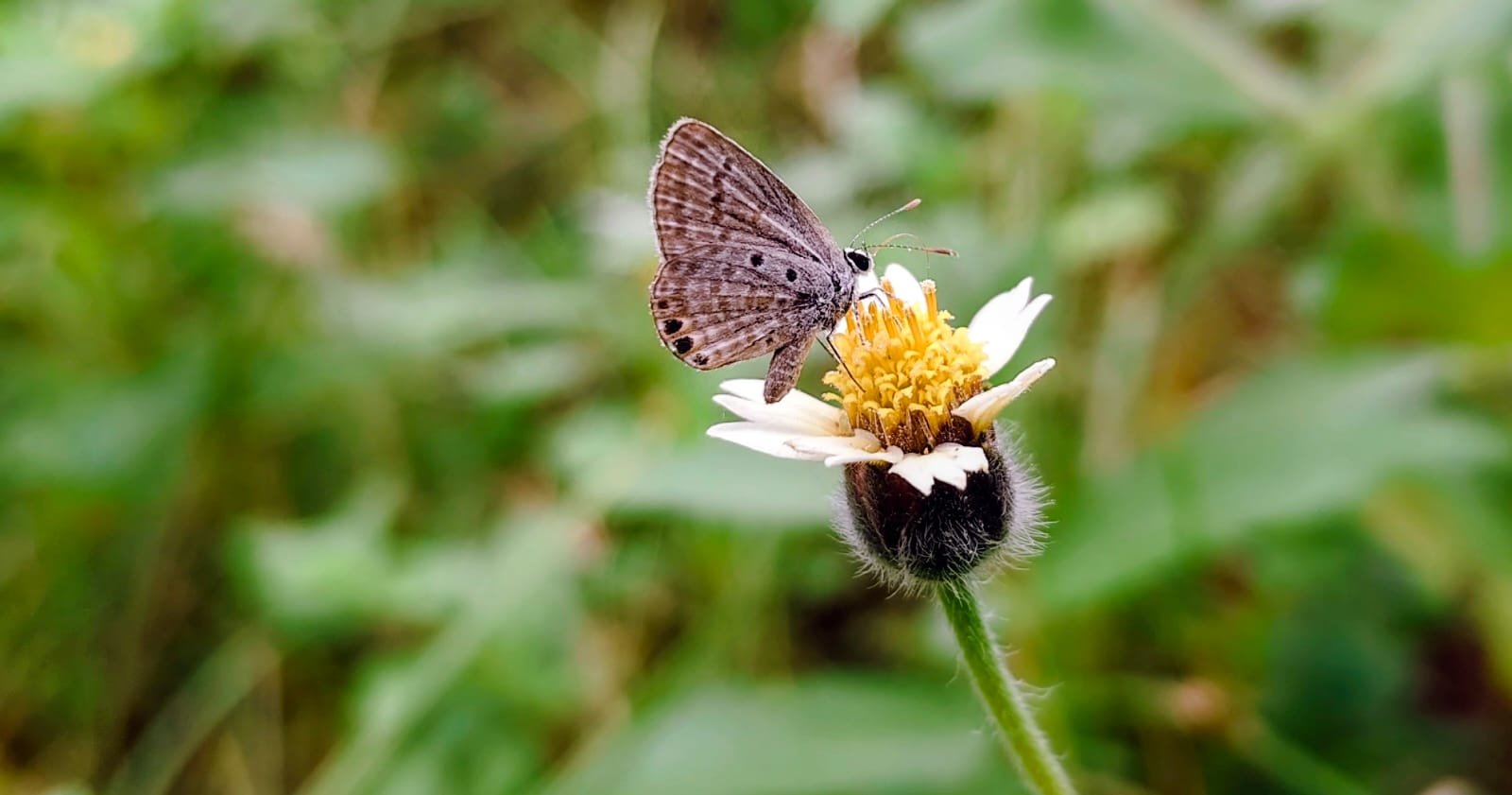 Lesser Grass Blue: A Tiny Jewel of the Grasslands