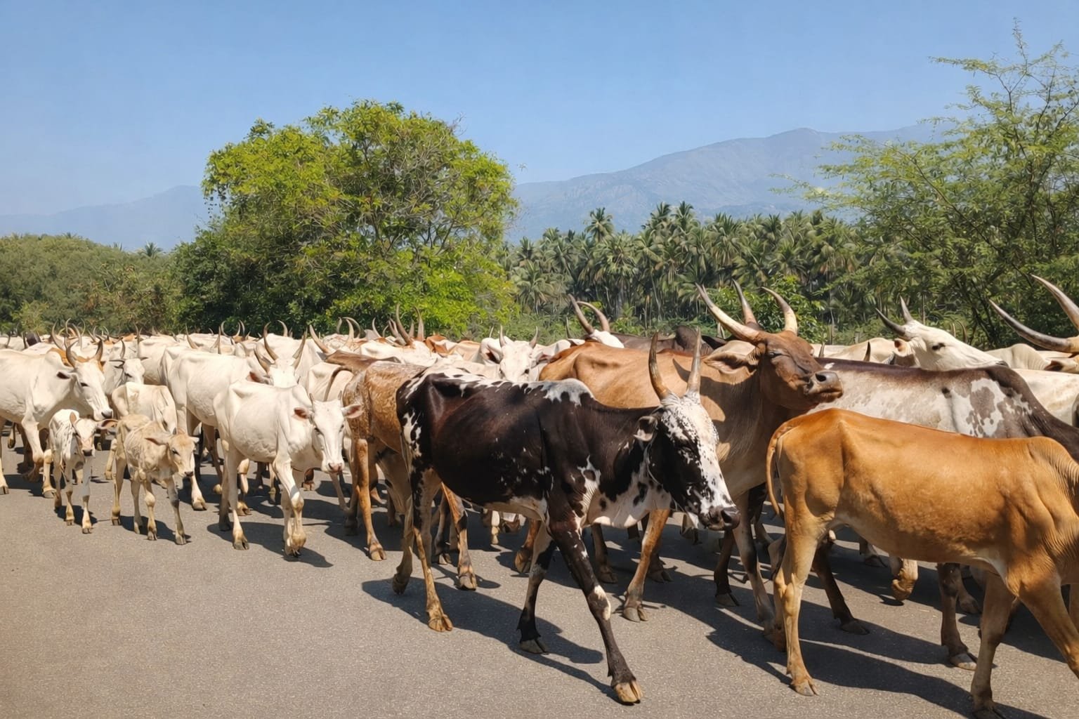 Native Cattle: The Living Breath of Our Heritage