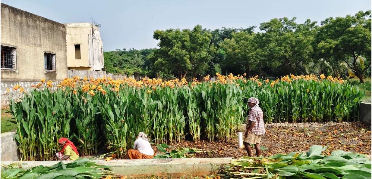 Green Filtration: Using Canna indica to Purify Wastewater Naturally