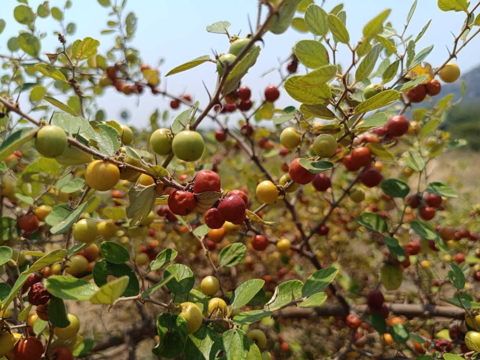 Ilanthai – the Hardy Native of Sanjeevi Malai