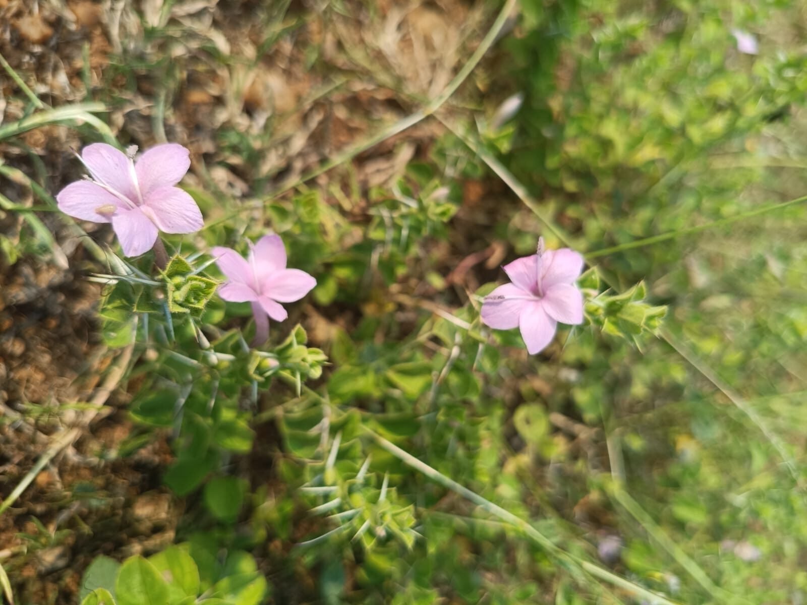 Kattimullu: A Resilient Spiny Shrub of the Dry Landscape