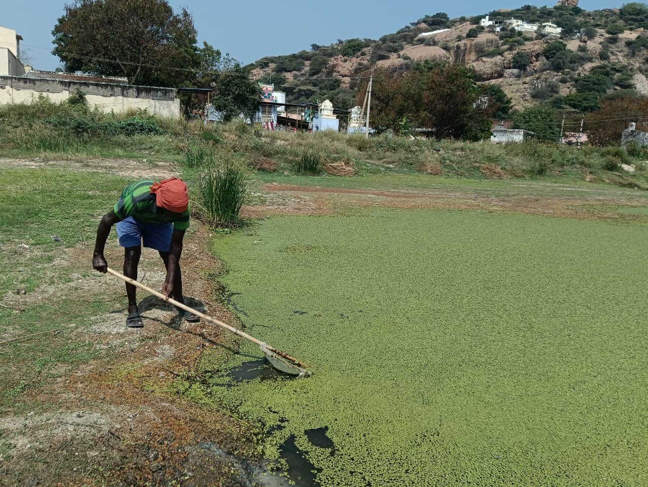 Duckweed – Tiny Plant, Powerful Green Manure