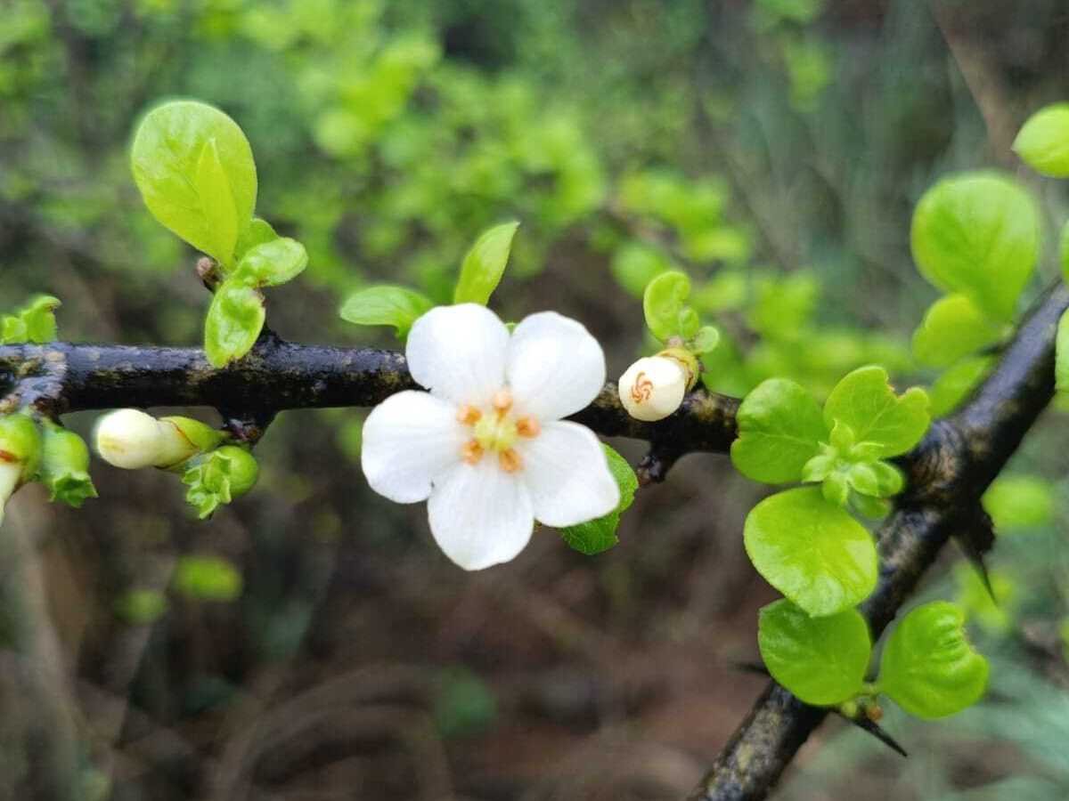 Native Spiny Gardenia at Sanjeevi Malai Eco Park