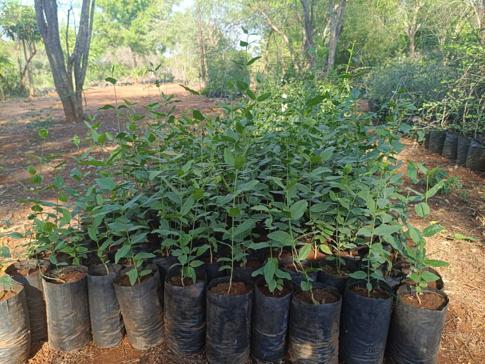 Ramco Nursery Propagates Endangered Salvadora persica Tree