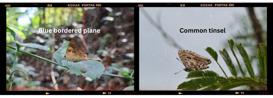 Rare Butterfly Species Spotted in Rajapalayam Region After Several Years