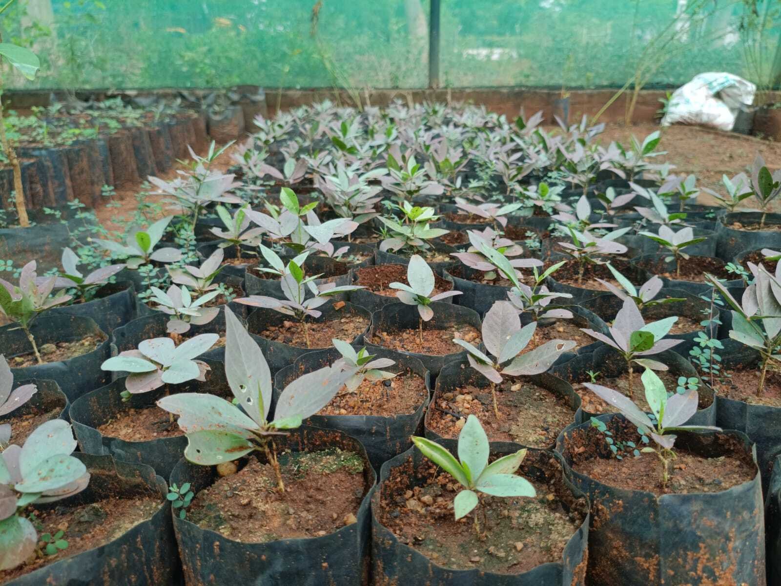 Ramco Nursery Takes Steps to Protect Iruvalli Tree Species in City