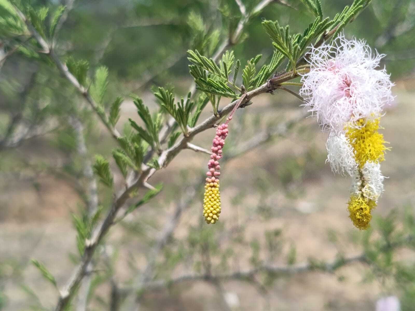 Sickle Bush at Sanjeevi Malai Eco Park