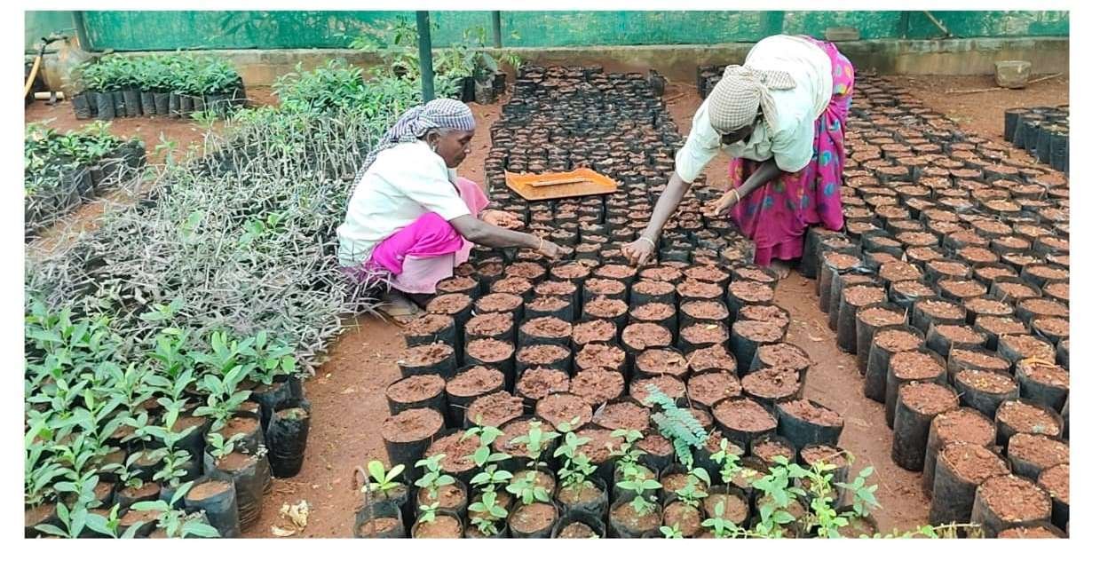 Ramco Nursery Takes Up Seed Sowing Activity for Hardwickia binata