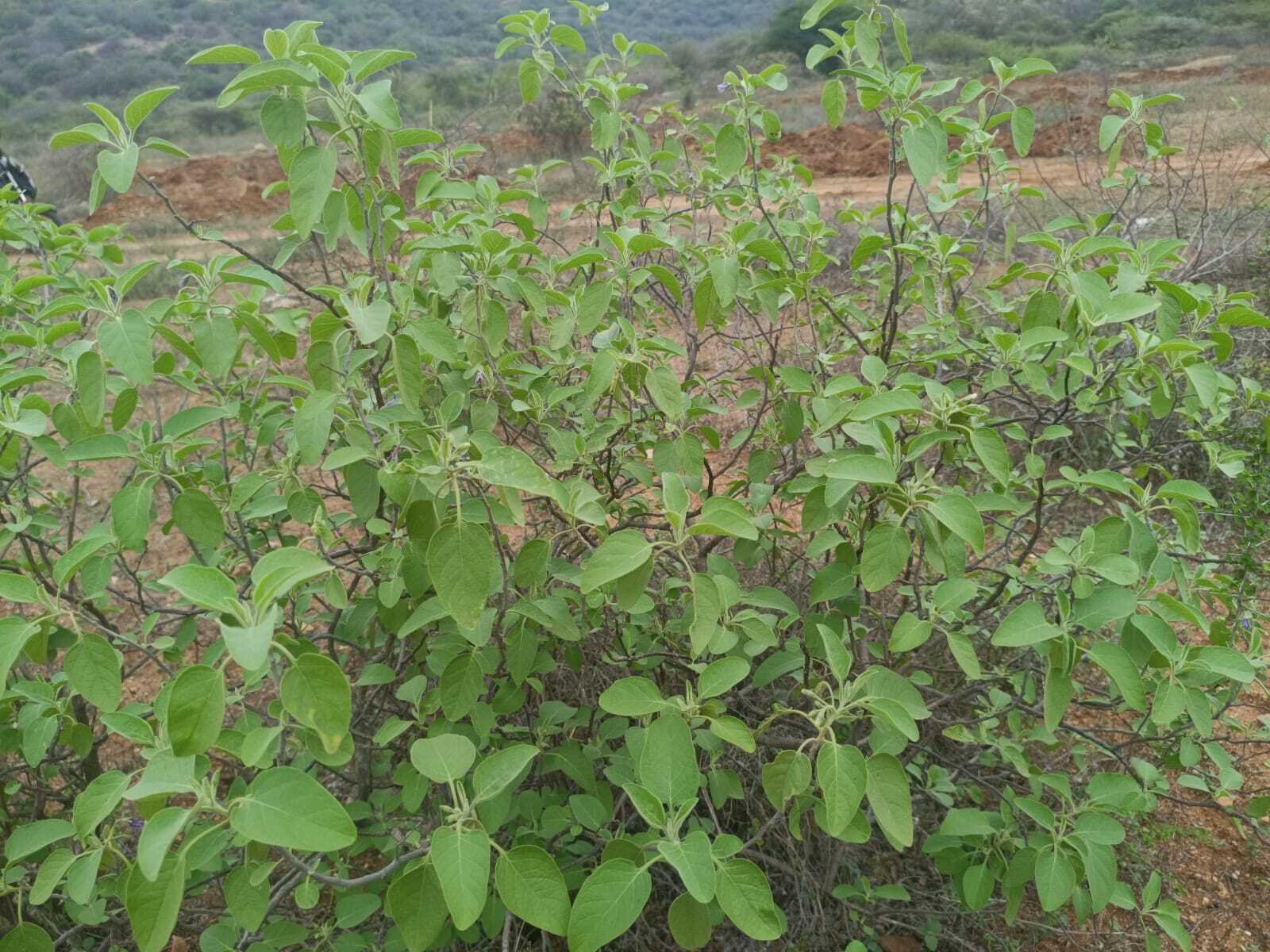 Wild Medicinal ‘Kaattu Sundai’ Thrives Around Sanjeevi Malai
