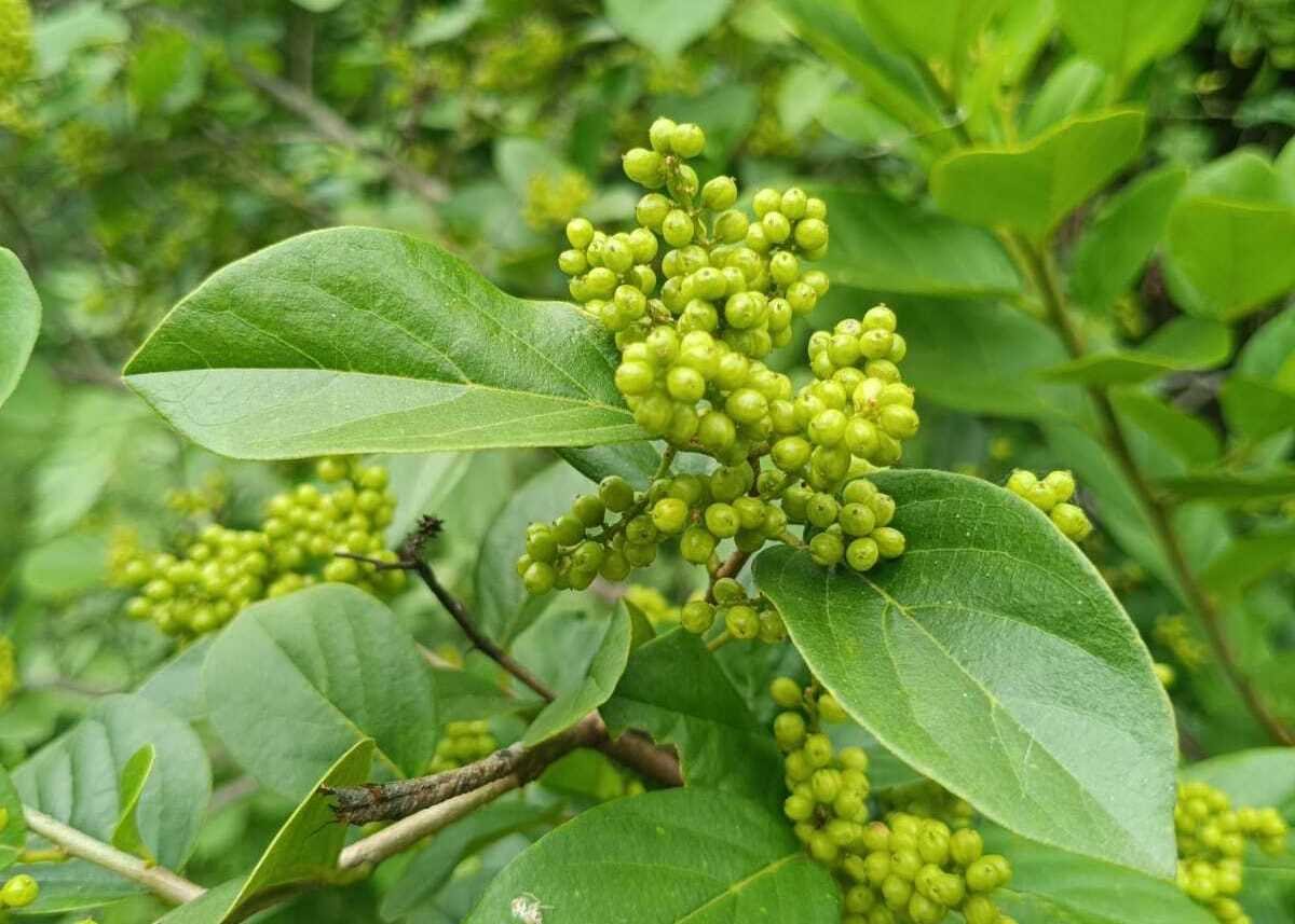 Ramco Nursery Propagates Native Fruit-Bearing Species for Biodiversity Conservation