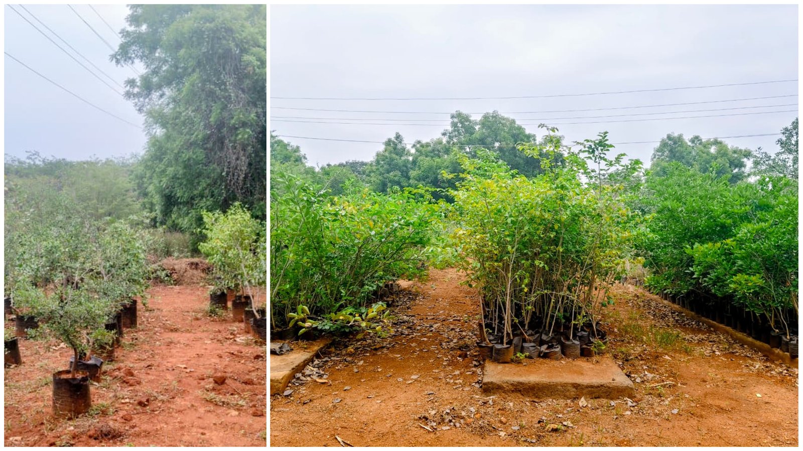 Ramco Nursery Leads Efforts to Preserve Rare Native Flora