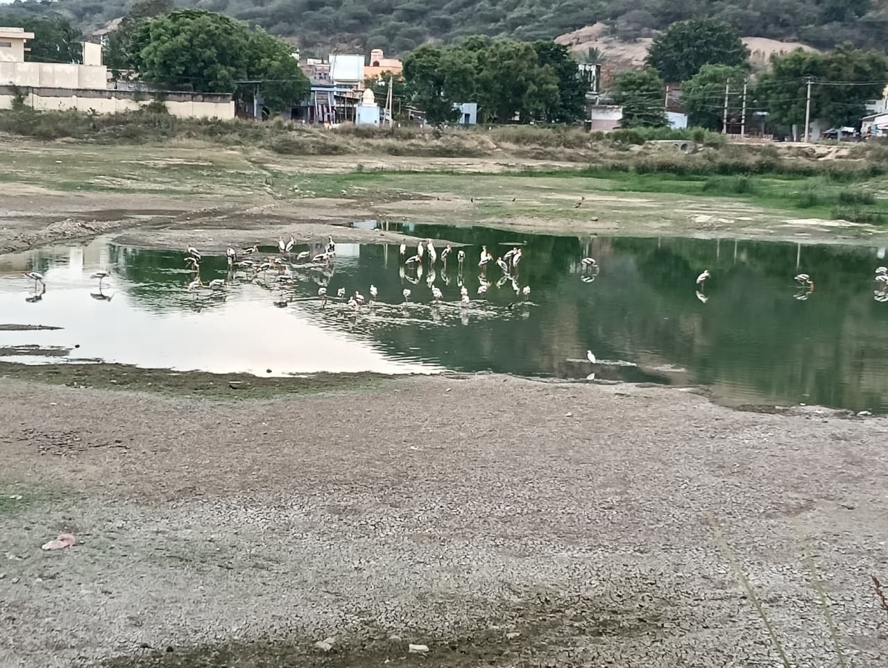 Flock of Painted Storks Returns to Vettai Perumal Temple Tank