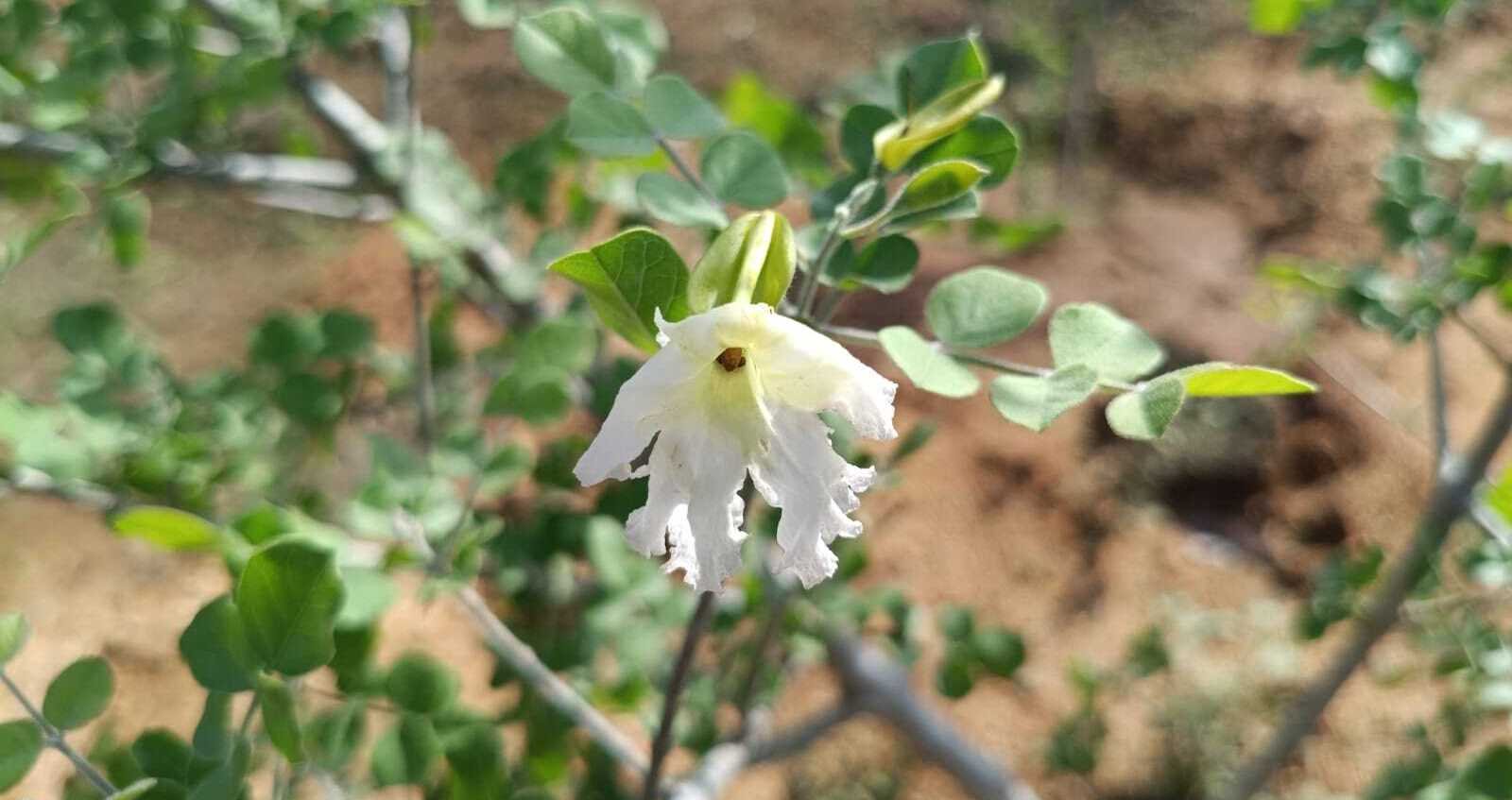 Native Kodippālai Tree Highlights Biodiversity at Sanjeevi Malai Eco Park