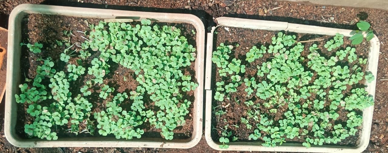 Ramco Nursery Nurtures Desert Teak Seedlings