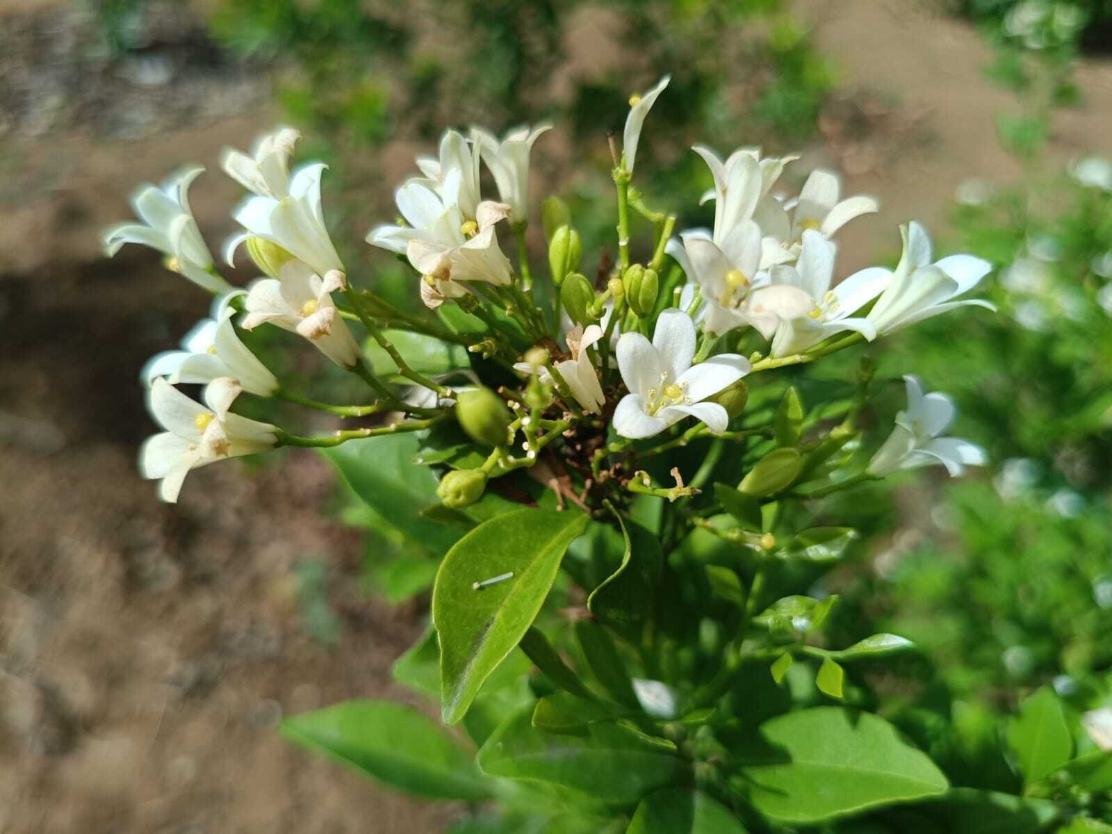 Fragrant Orange Jasmine Thrives at Ātmaprasāra Park