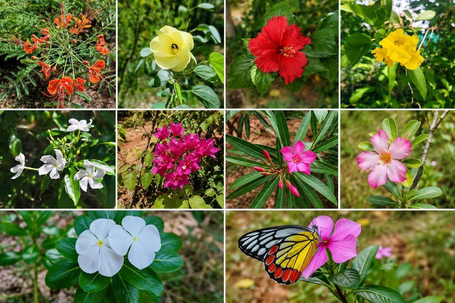 Ramco Nursery Cultivates Diverse Flowering Plants for Urban Landscaping and Public Spaces