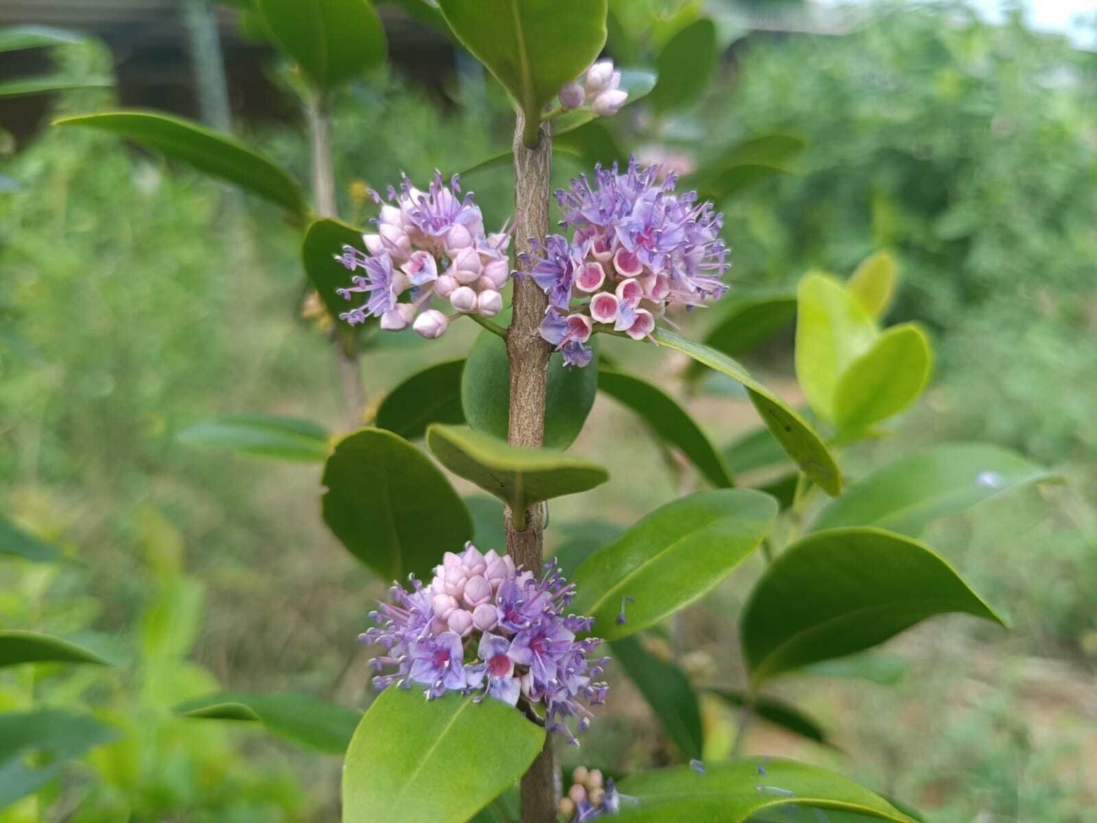 Anjani: A Native Ironwood Tree at Ātmaprasāra
